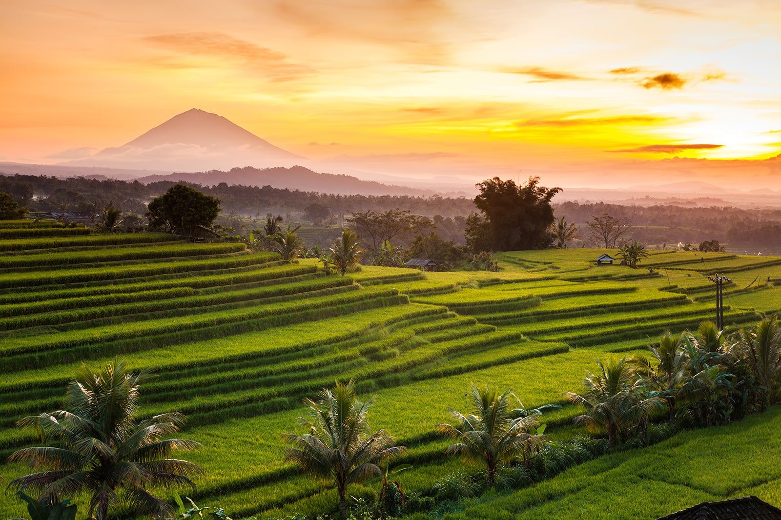 Jatiluwih vs Tegallalang: Which Rice Terrace is Better?