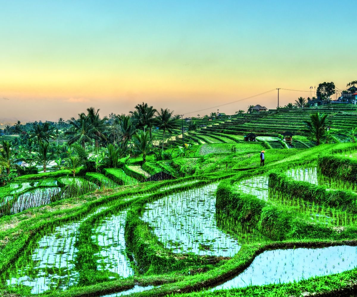 Jatiluwih Rice Terrace Trekking Tour 2025
